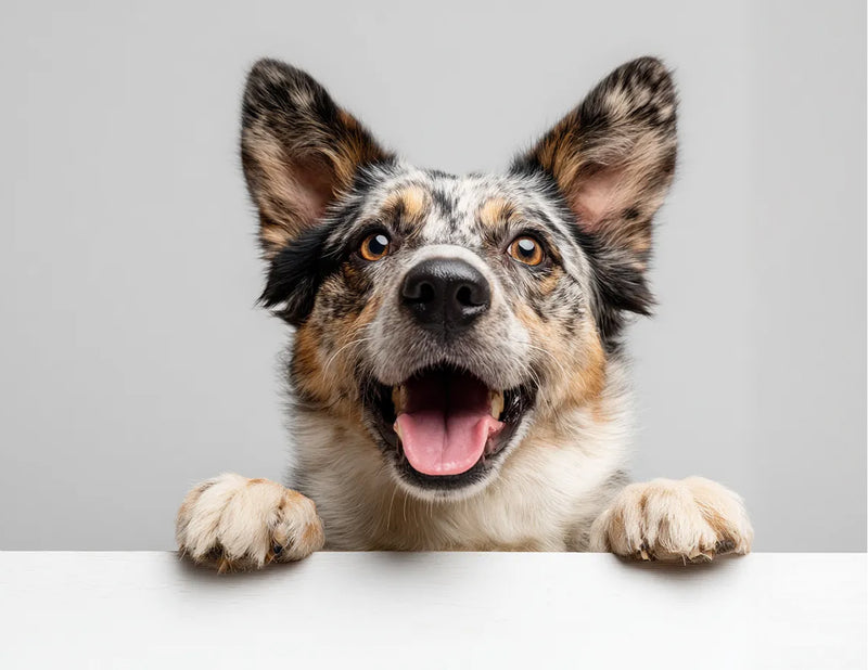 СПРАВЖНЄ М’ЯСО БЕЗ ЗЛАКІВ ДЛЯ СОБАК